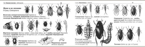 Жуки, клопы и их личинки.JPG