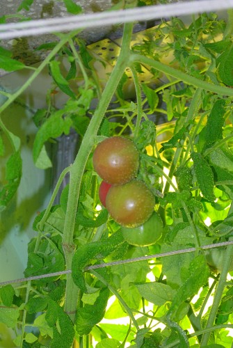 помидоры.jpg