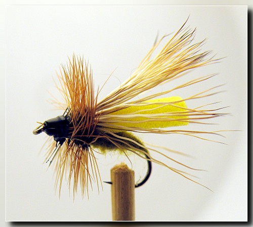 caddis+.JPG