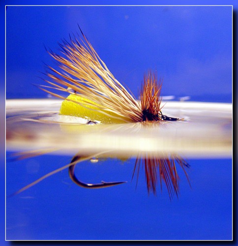 caddis water+.JPG