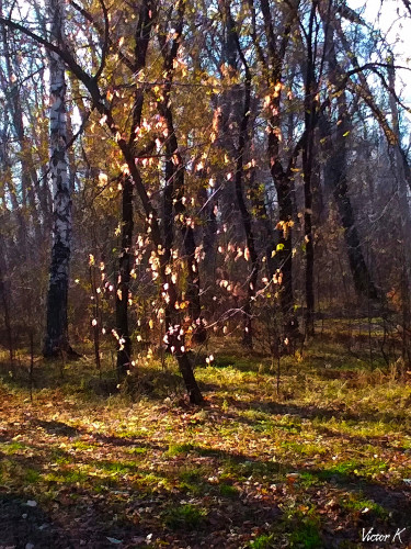 Осенние мотыльки.jpg