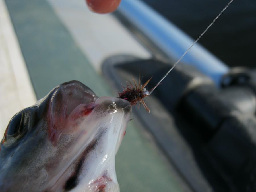 IMG_1283.JPG