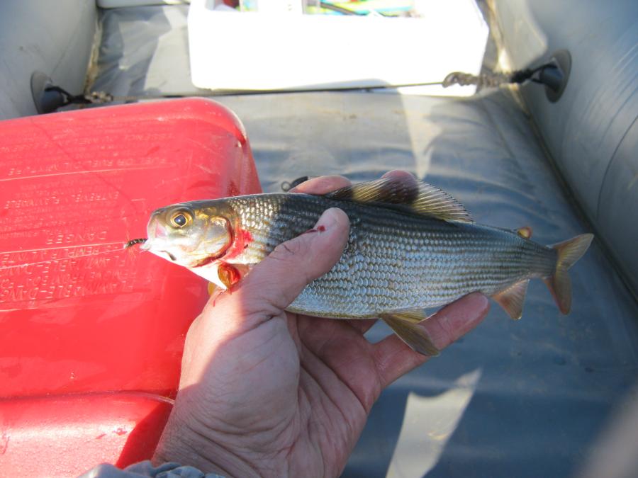 IMG_1282.JPG