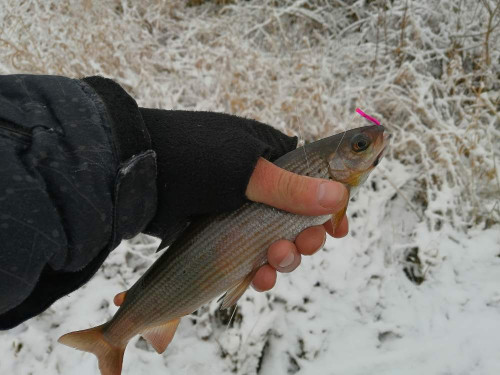 IMG_20201104_134718.jpg
