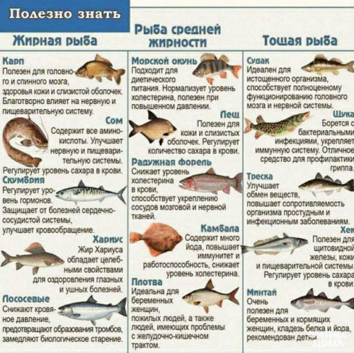 Рыбы.jpg
