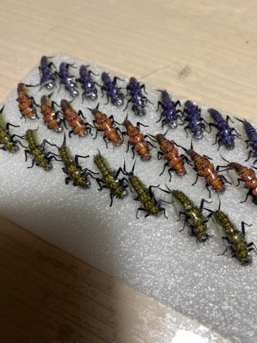 6595B974-0E80-429A-8CE5-2476B8687CD7.jpeg (173.58 КБ) 6500 просмотров Готовлю армию наконец руки дошли до веснянок