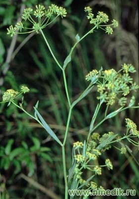 bupleurum1.jpg