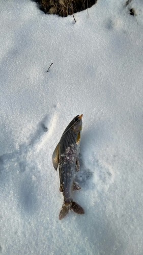 IMG_20171125_090920_HDR-585x1040.jpg