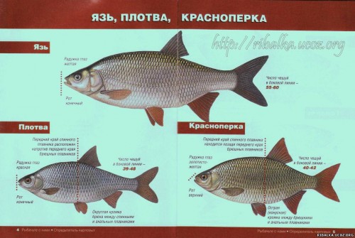 5818423.jpg