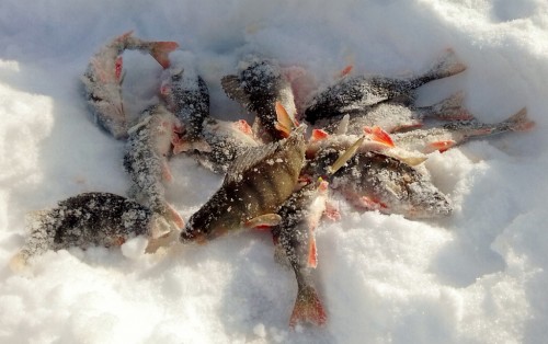 20180225_132531 (1024x644).jpg