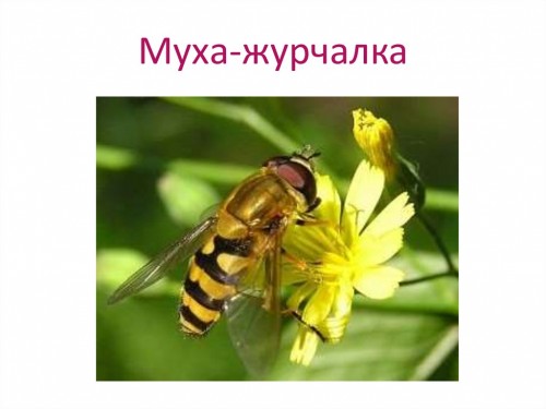 osomuha5.jpg