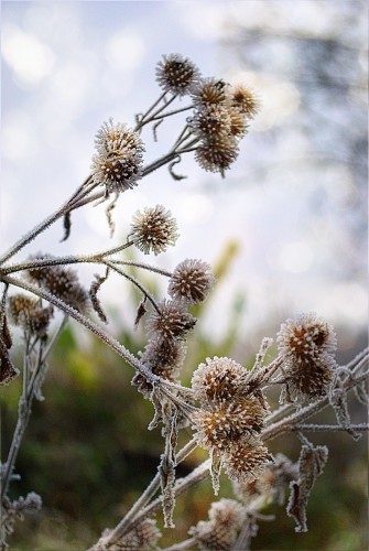 1081bokeh.jpg