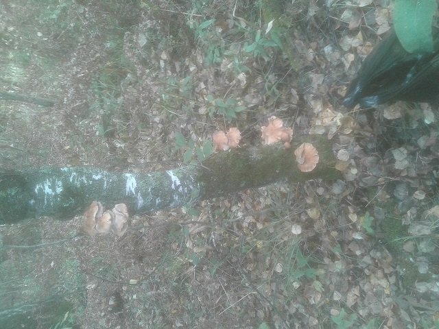 20160910_141453.jpg